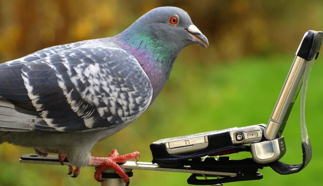 Pigeon Mobile Phone